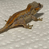 Red & Orange Stripe Juvenile Gargoyle Gecko