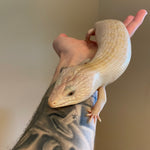 Ivory Northern Blue Tongue Skink Male