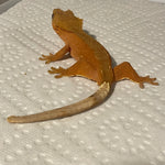 Super Red Phantom/Patternless Sub Adult Female Crested Gecko
