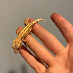 Quad Stripe Lilly White Het Empty Back  50% Het Axanthic Juvenile Crested Gecko