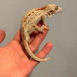 Orange Stripe RTB Male Gargoyle Gecko