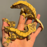 Black Head High Contrast Extreme Harlequin Adult Male & Female 50% Het Axanthic Crested Gecko Breeding Pair