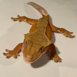Extreme Red Patternless Juvenile Female Crested Gecko