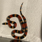 Yearling Female Apricot Pueblan Milk Snake