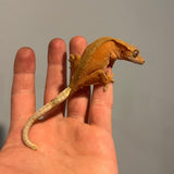 Super Red Phantom/Patternless Sub Adult Female Crested Gecko