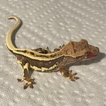Ultra High End Dark Base Extreme Harlequin Lilly White 50% Het Axanthic Juvenile Crested Gecko