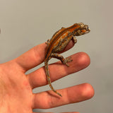 Ultra High End Super Red Stripe Juvenile Gargoyle Gecko