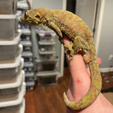 High Color Adult Male Mainland Chahoua Gecko