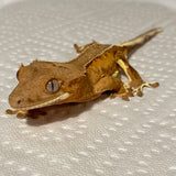 Dreamsicle Orange Phantom Lilly White 50% Het Axanthic Sub Adult Male Crested Gecko
