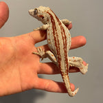 Extreme Red Stripe Sub Adult Female Gargoyle Gecko