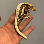 Dark Base Tri Color Lilly White 50% Het Axanthic Sub Adult Male Crested Gecko