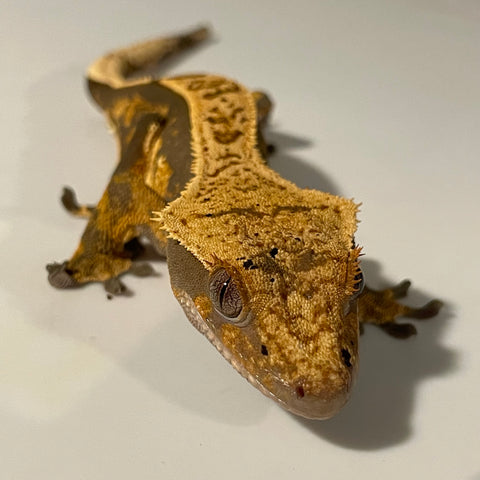 Soft Scale Extreme Harlequin Juvenile Male Crested Gecko