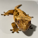 High Contrast High Coverage Extreme Harlequin 50% Het Axanthic Sub Adult Female Crested Gecko