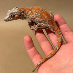 Extreme Super Orange Blotch Sub Adult Male Gargoyle Gecko