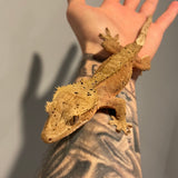 Red Base Patternless Dalmatian Sub Adult Female Crested Gecko