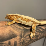 “Dreamsicle” Super Orange Base High White Lilly White Extreme Harlequin Sub Adult Male Crested Gecko
