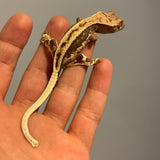 Ultra High End Dark Base Extreme Harlequin Lilly White 50% Het Axanthic Juvenile Crested Gecko