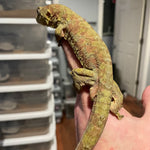 High Color Adult Male Mainland Chahoua Gecko