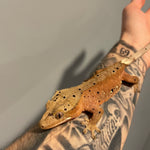 Red Base Patternless Ink Blot Dalmatian Female Sub Adult Crested Gecko