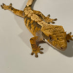 **Asst** Large Juvenile Crested Gecko 50% Het Axanthic Wholesale 10 Lot