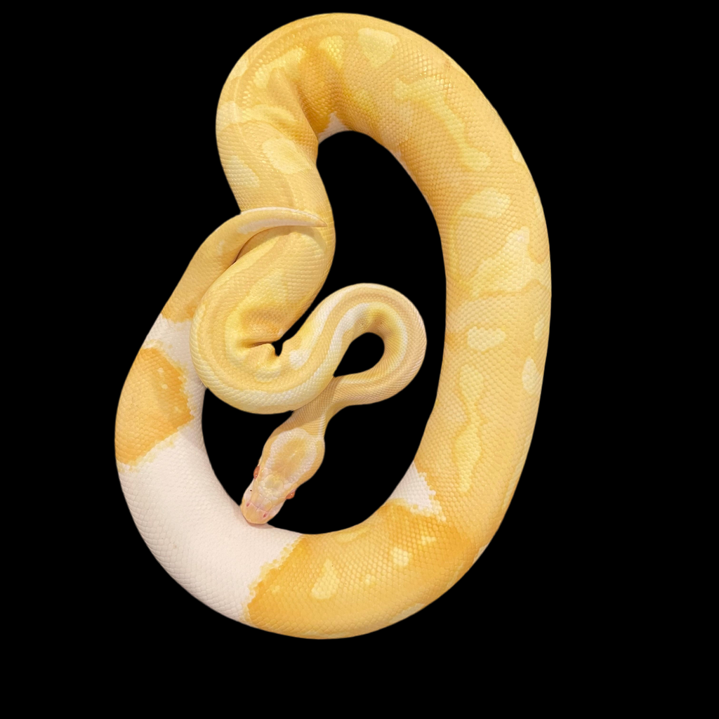 RTB Male Albino Pied 50% Het Clown Ball Python – Will Katcher Reptiles