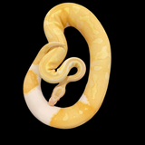 RTB Male Albino Pied 50% Het Clown Ball Python