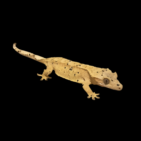 Yellow Dalmatian Breeder Female