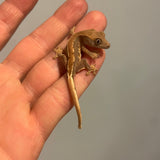 Lilly White 50% Het Axanthic Juvenile Baby Crested Gecko