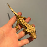 Extreme Harlequin Soft Scale Sub Adult Male Crested Gecko