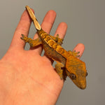 Tangerine High Coverage Extreme Harlequin Juvenile Female Crested Gecko