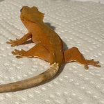 Super Red Phantom/Patternless Sub Adult Female Crested Gecko