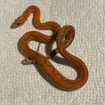 Female Scaleless Corn Snake 66% Het Palmetto & Amel