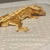 Dreamsicle Super Orange Lilly White 66% Het Phantom 50% Het Axanthic Sub Adult Male Crested Gecko