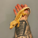 Orange Base Phantom Lilly White Sub Adult Female Crested Gecko