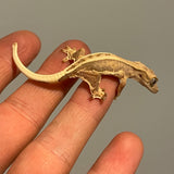 Lilly White Het Empty Back 50% Het Axanthic Baby Crested Gecko