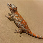 Extreme Super Orange Blotch Sub Adult Male Gargoyle Gecko