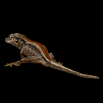 Baby-Juvenile Red Stripe Gargoyle Geckos