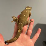 Proven Breeder Sarasinorum Gecko Adult Pair