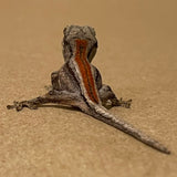 Baby-Juvenile Red Stripe Gargoyle Geckos