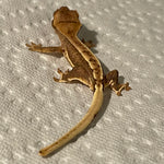 Quad Stripe Lilly White Het Empty Back 50% Het Axanthic Juvenile Crested Gecko