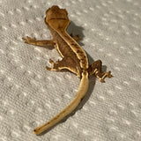 Quad Stripe Lilly White Het Empty Back 50% Het Axanthic Juvenile Crested Gecko