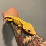 Yellow/Orange High Coverage Extreme Harlequin Sub Adult Female Crested Gecko
