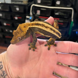 Super Stripe  White Wall Male