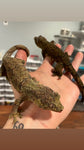 Sub Adult Mainland Chahoua Gecko Pair (Super Dark Male)
