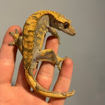 Black Head High Contrast Extreme Harlequin 50% Het Axanthic Sub Adult Male Crested Gecko