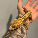 Dark Base Extreme Harlequin Het Empty Back Sub Adult Male Crested Gecko