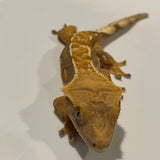 Sub Adult Female Extreme Harlequin Crested Gecko