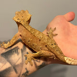 Red Base Patternless Dalmatian Sub Adult Female Crested Gecko