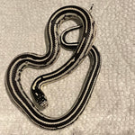 Juvenile Female Aberrant Striped Black & White California King Snake