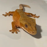 Extreme Red Patternless Juvenile Female Crested Gecko
